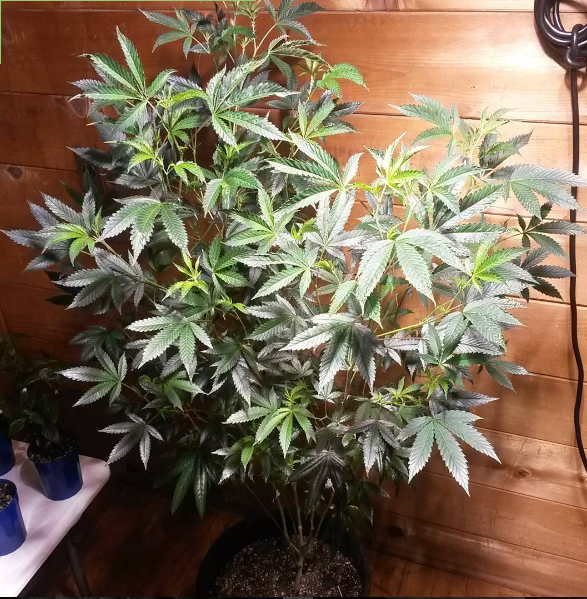 An image of Sour Diesel Bubba x Pre Soviet Afghani