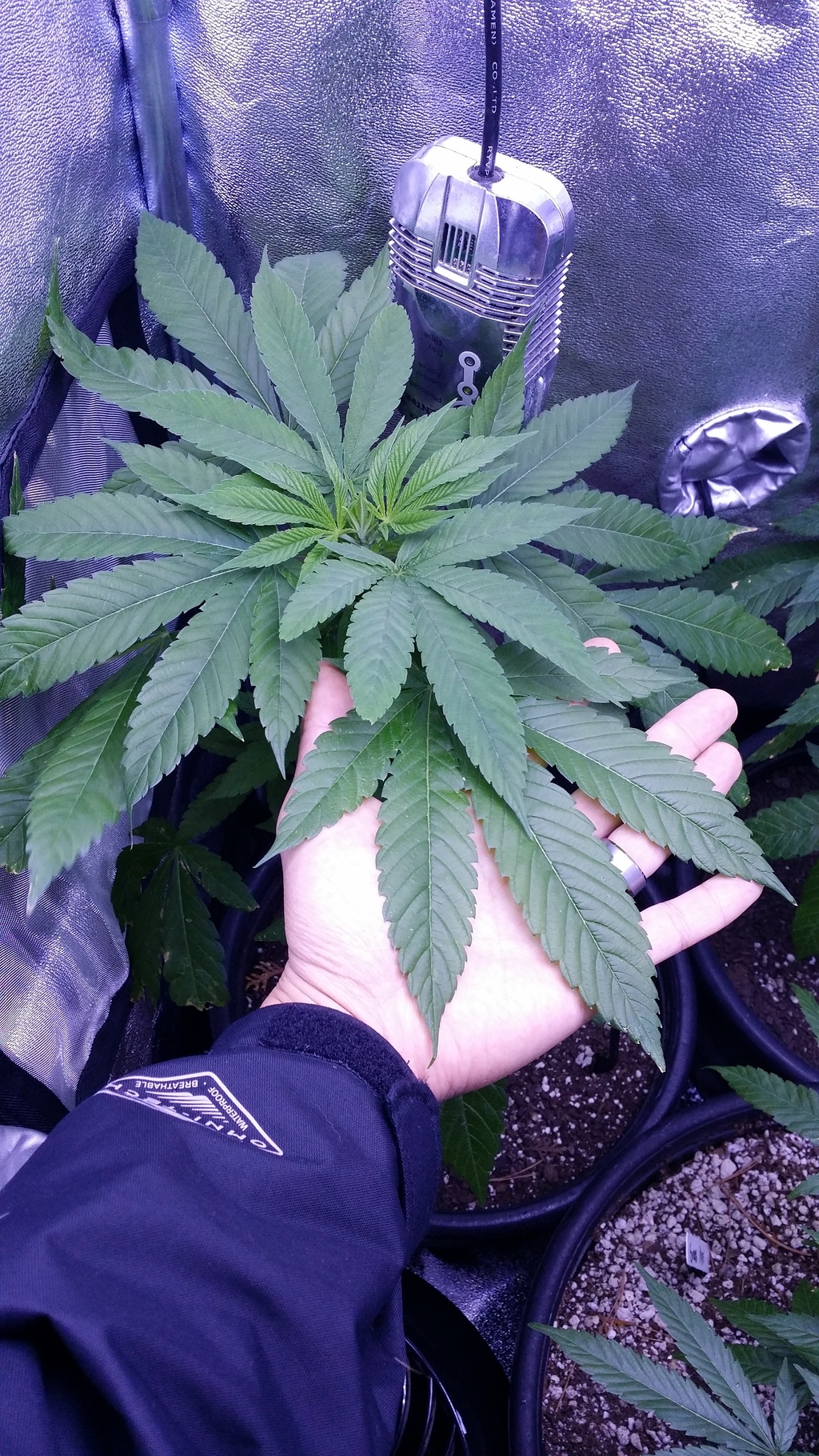 An image of Valley OG x Pre Soviet Afghani