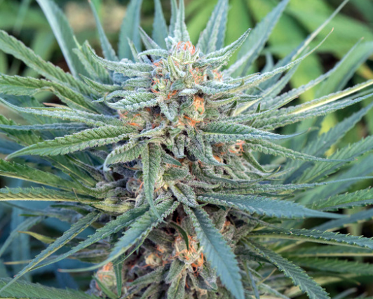 An image of Blue Dream F3