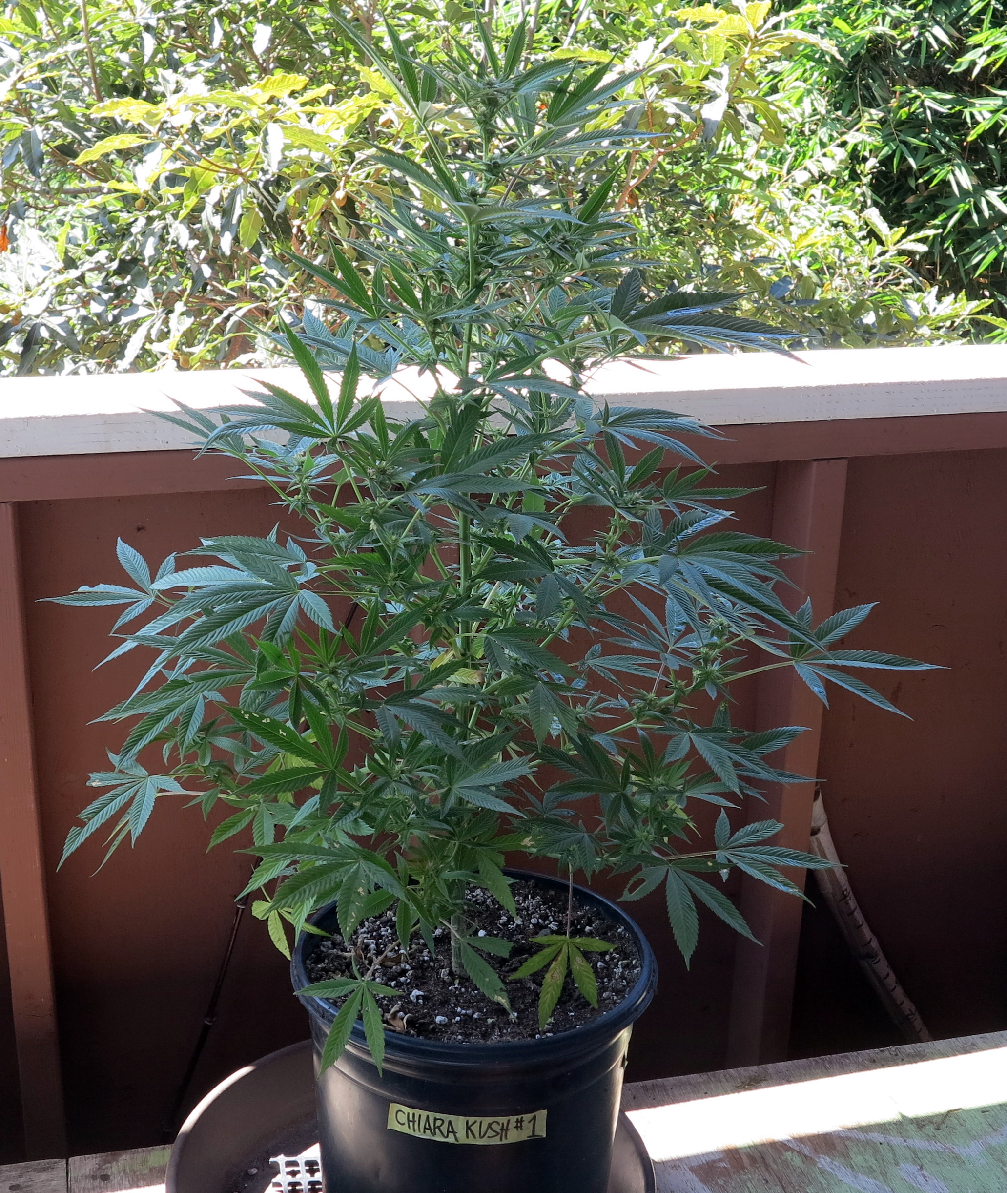 An image of Chiara Kush