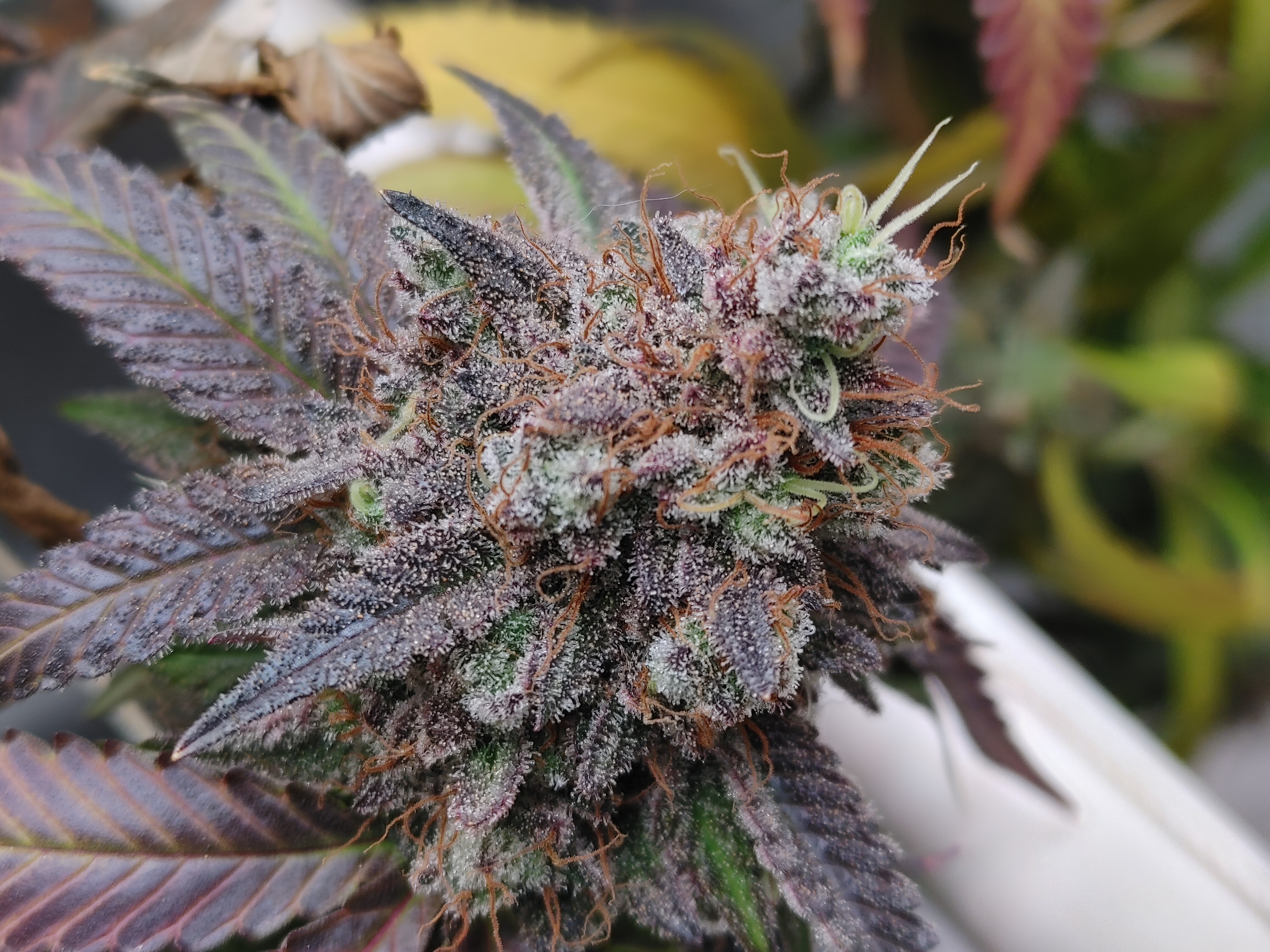 An image of Gelato OG