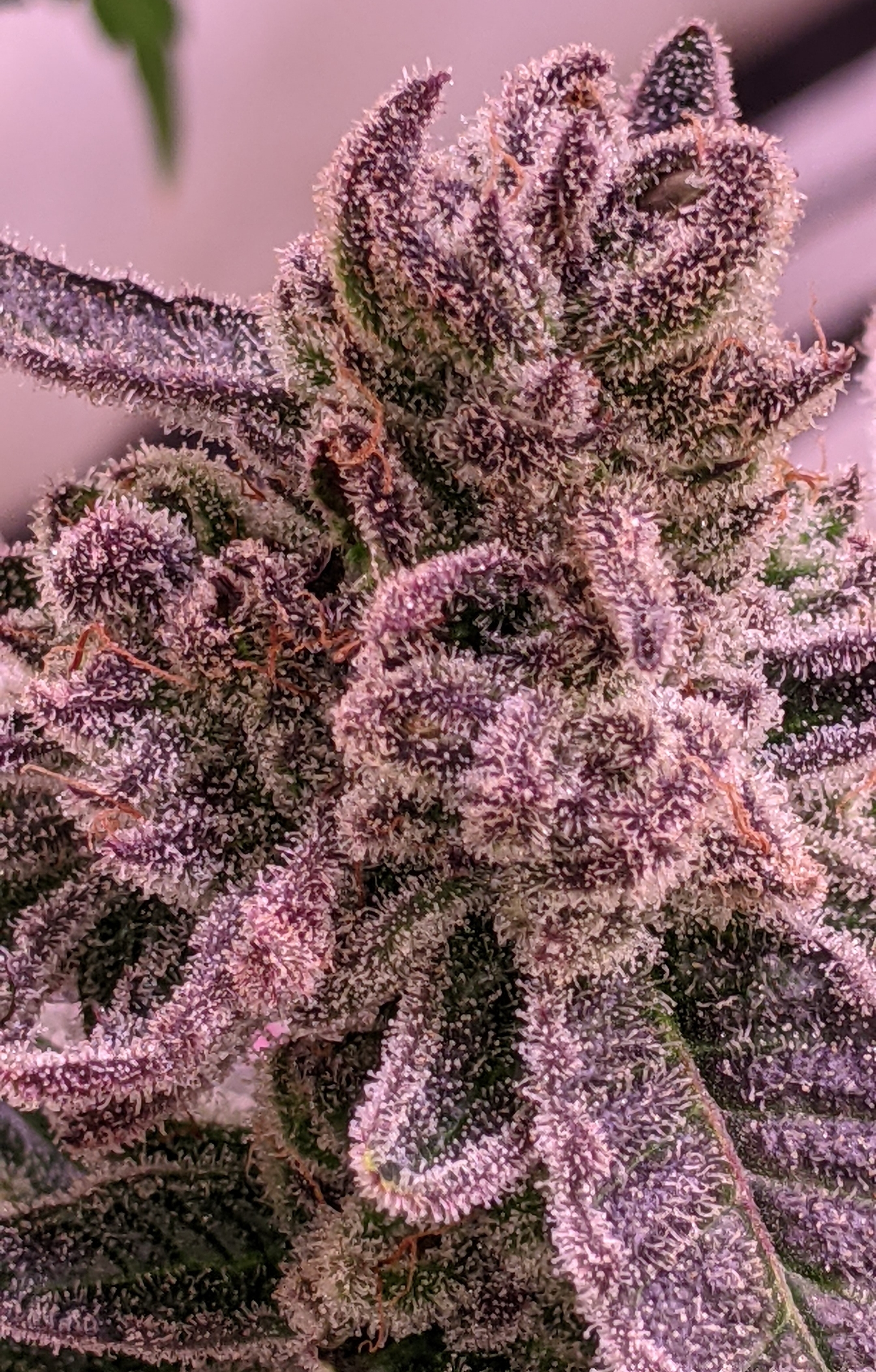 An image of Grape Loca