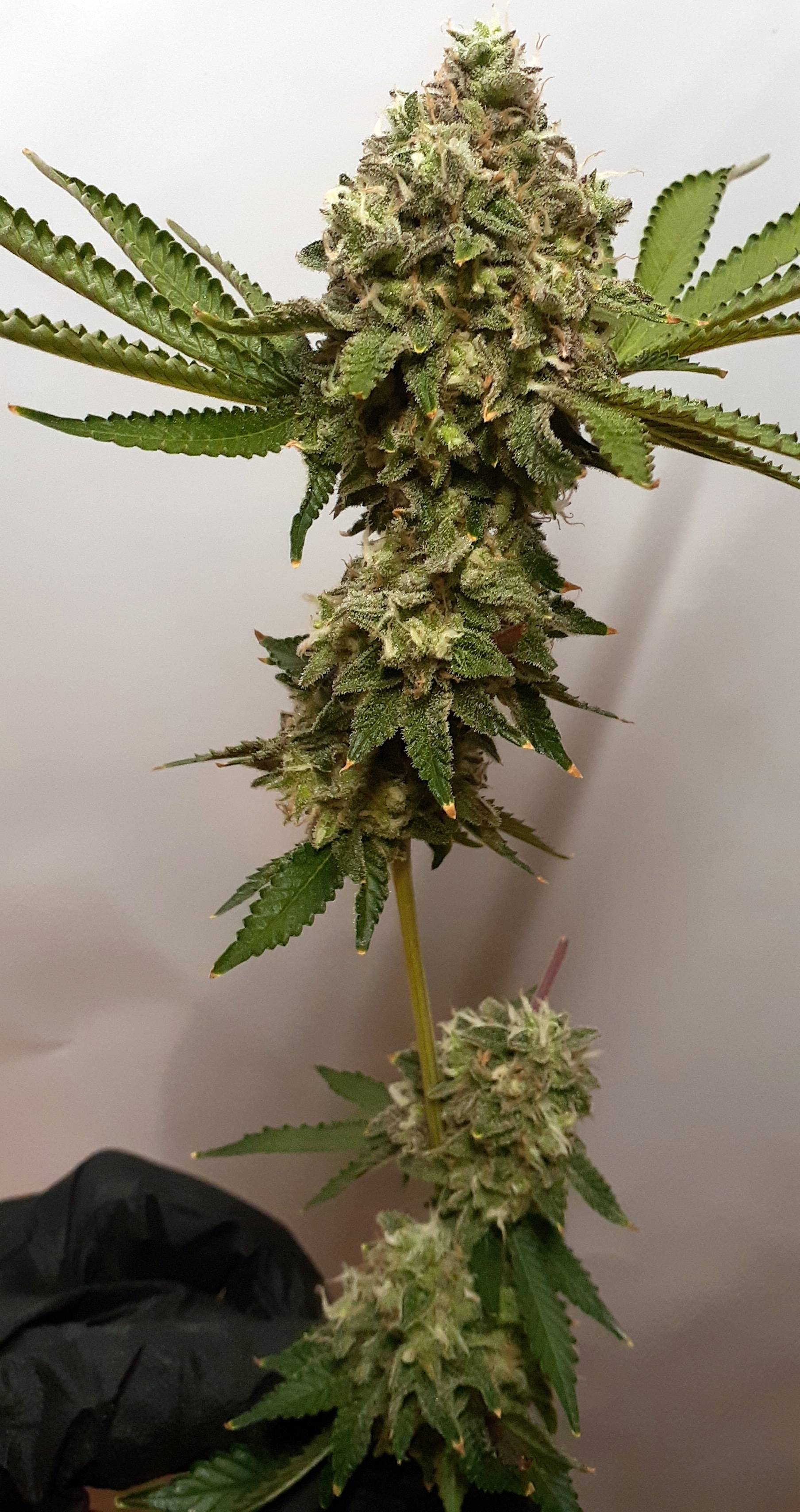 An image of Royal Zkittlez