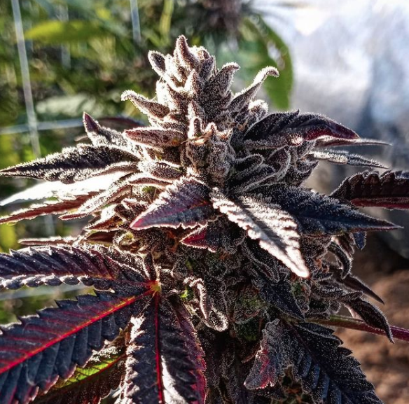An image of Short Circuit OG