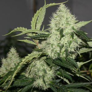 An image of South Fork Kush