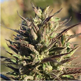 An image of Canna-Tsu