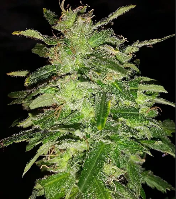 An image of Purple Cheese