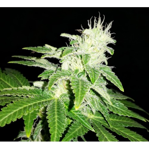 An image of Rhino Cookies