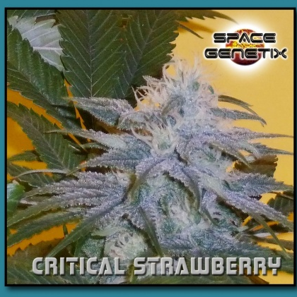 An image of Critical Strawberry