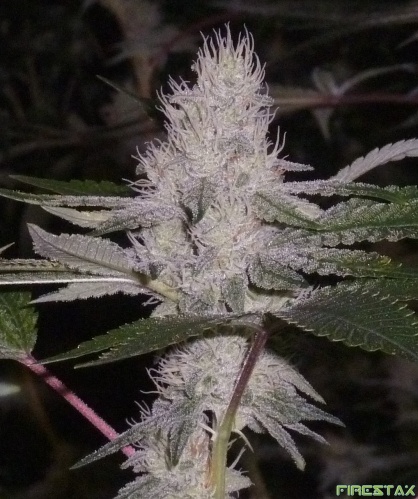 An image of GG #4