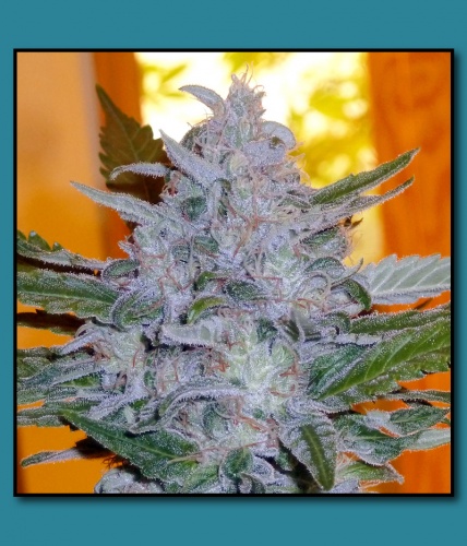 An image of Gorilla Kinder