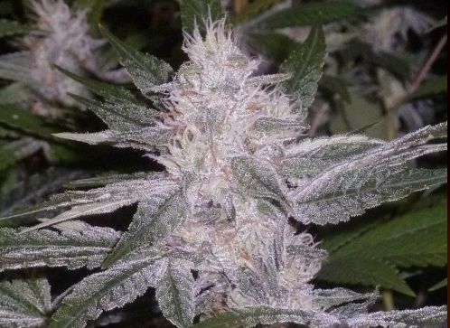 An image of Lavender Glue