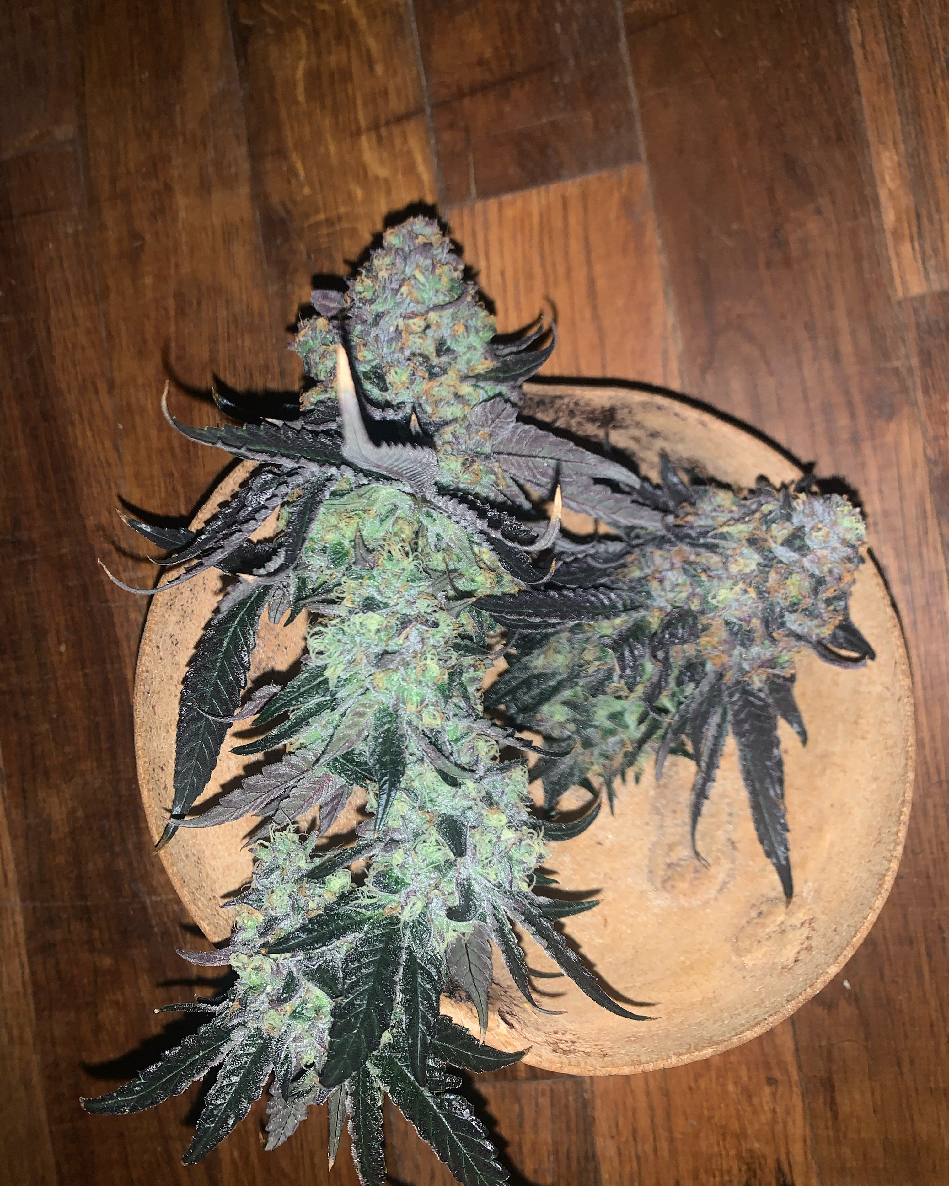 An image of Frigate Bird Kush
