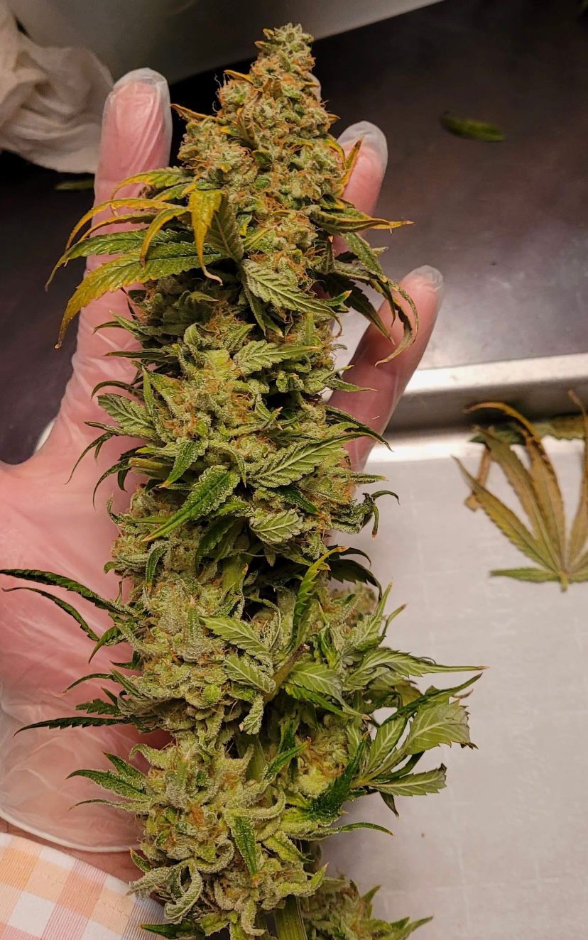 An image of Sherbert Diesel