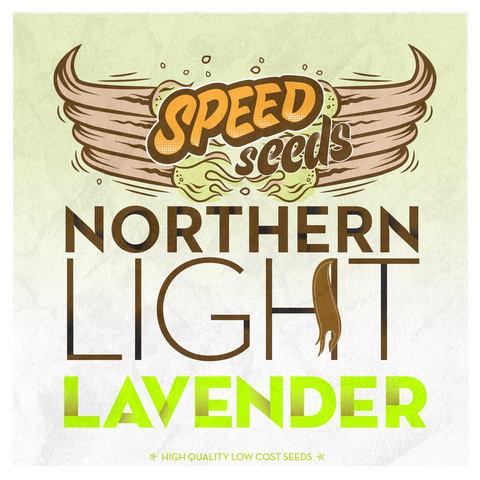 An image of Northern Light x Lavender