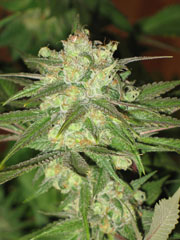 An image of Blue Bonic