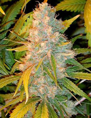 An image of Legends Ultimate Indica