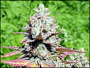 An image of Sweet Tooth #3