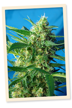 An image of White Rabbit Auto