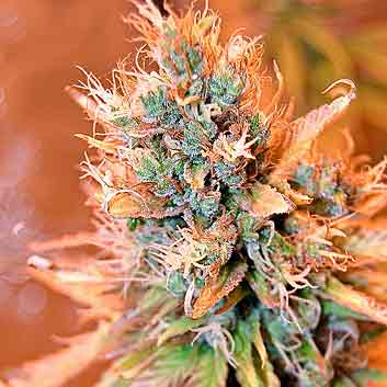 An image of Blue Medi Kush