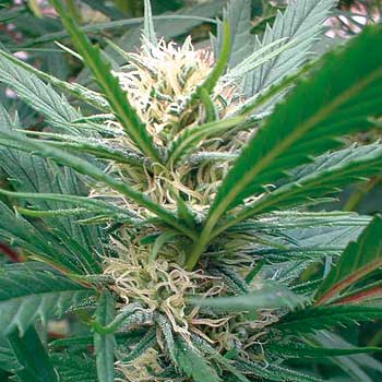 An image of Early Spliff