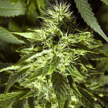 An image of Fast Bud Outdoor
