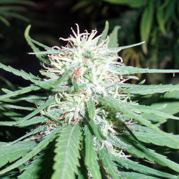 An image of Haze No.1