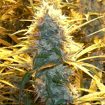 An image of Medical Kush