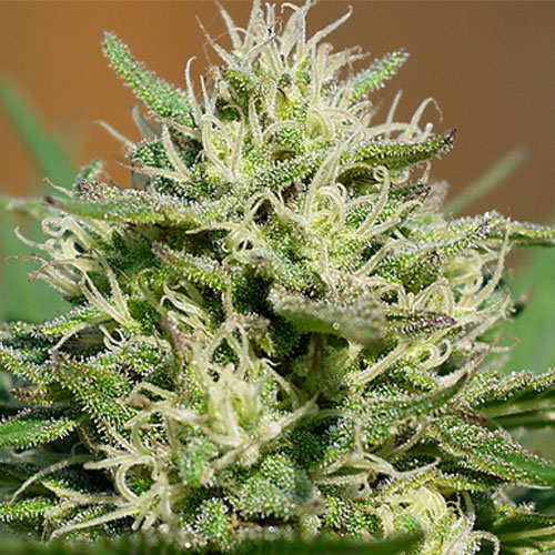 An image of Medical Kush Automatic