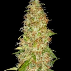 An image of Moon Walker Kush