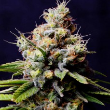 An image of Purple Berry Kush