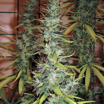 An image of Skunk no.1
