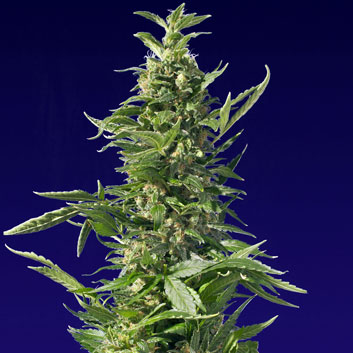 An image of Spliff Diesel