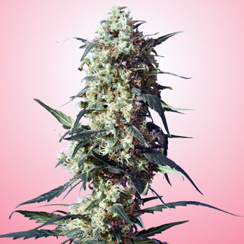 An image of Spliff's Strawberry