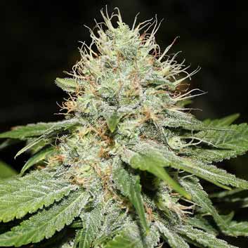 An image of Sweet 'n Sour Indoor