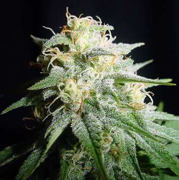 An image of White Widow Automatic
