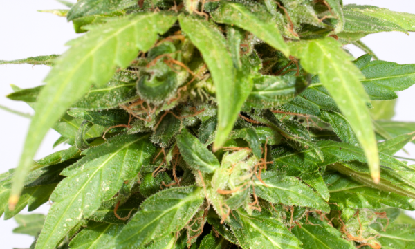 An image of Auto Star Widow