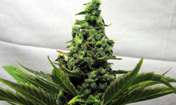 An image of Black Domina Explosion