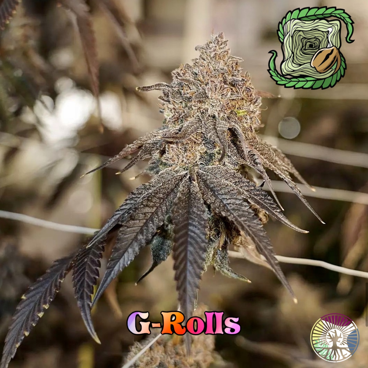 An image of G-Rolls