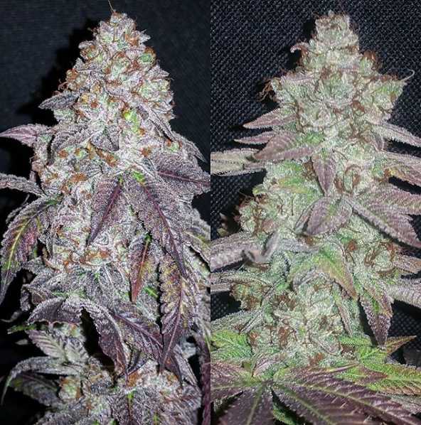 An image of Brisker OG