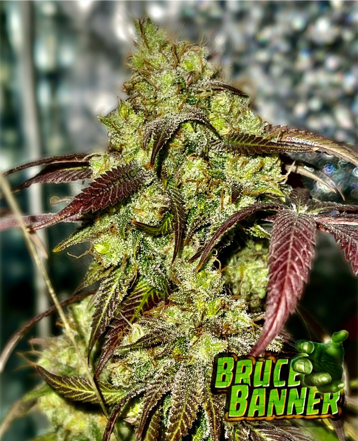 An image of Bruce Banner