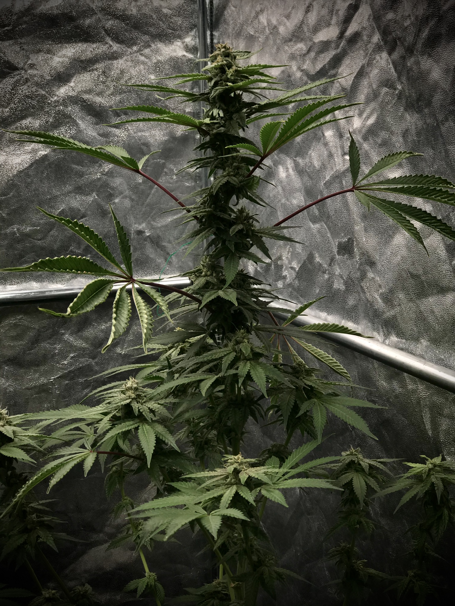 An image of Cookies Hurricane