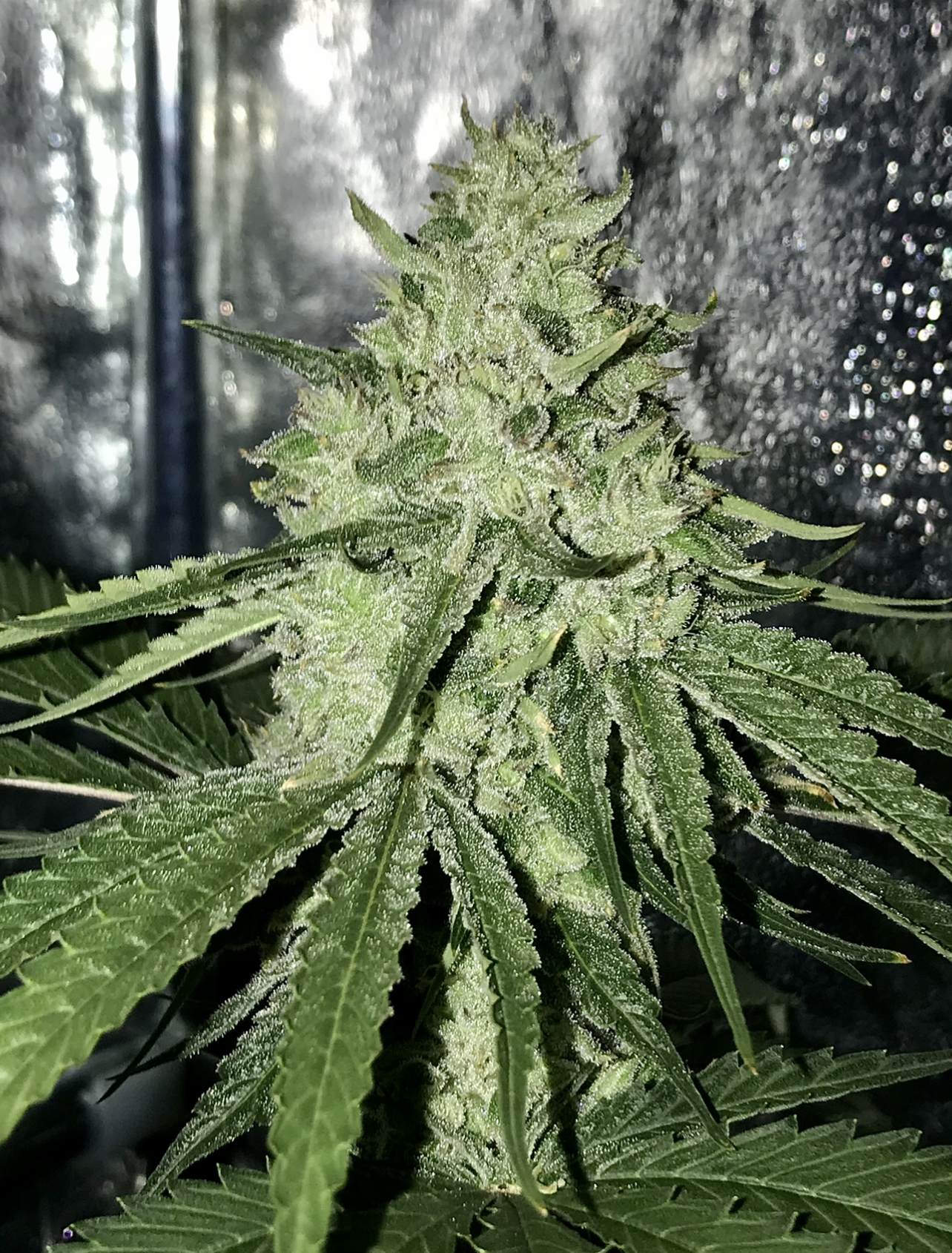 An image of Galactus F2