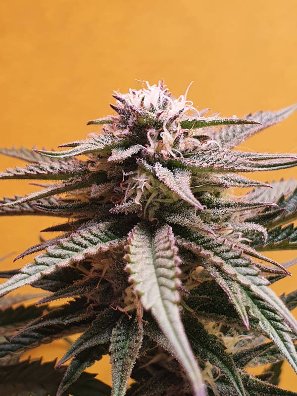 An image of Bikini Breeze