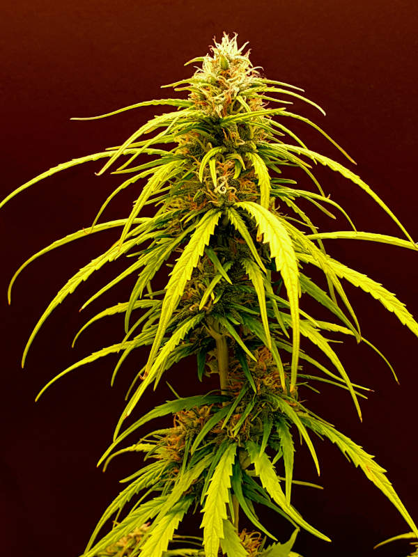 An image of Coco Mango