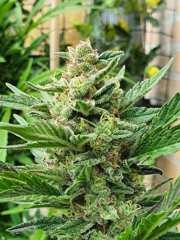 An image of Ginger Bush
