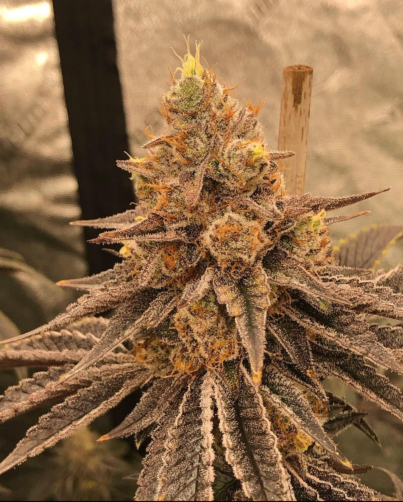 An image of Bandit Banana Cookies