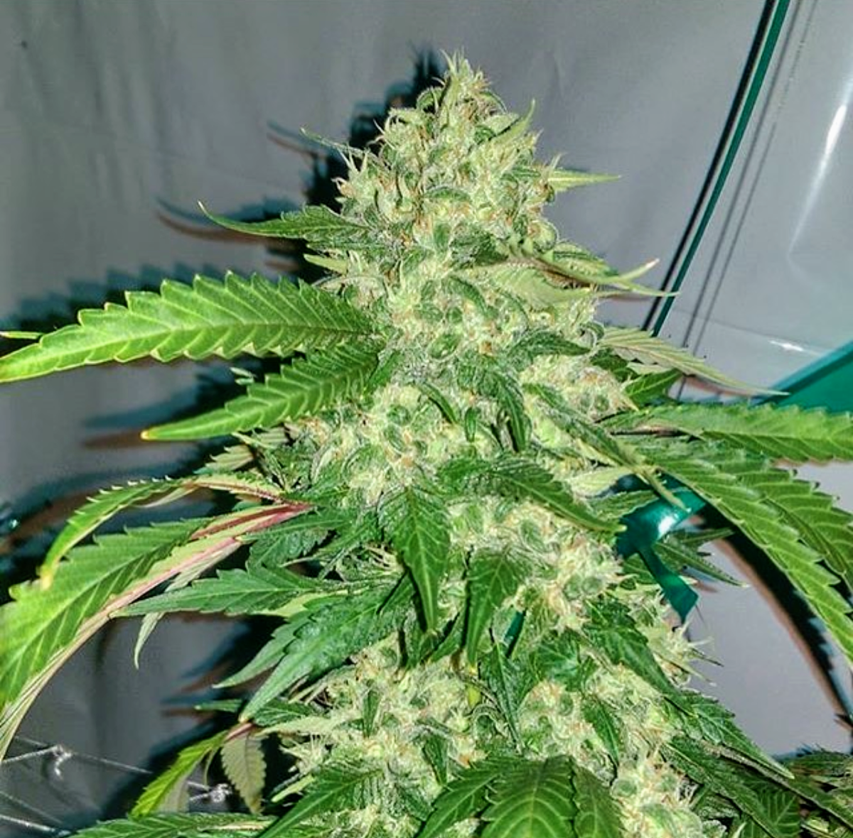 An image of Ultra Lemon Haze