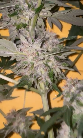 An image of Super Throat Glue
