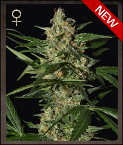 An image of Damnesia Autoflowering